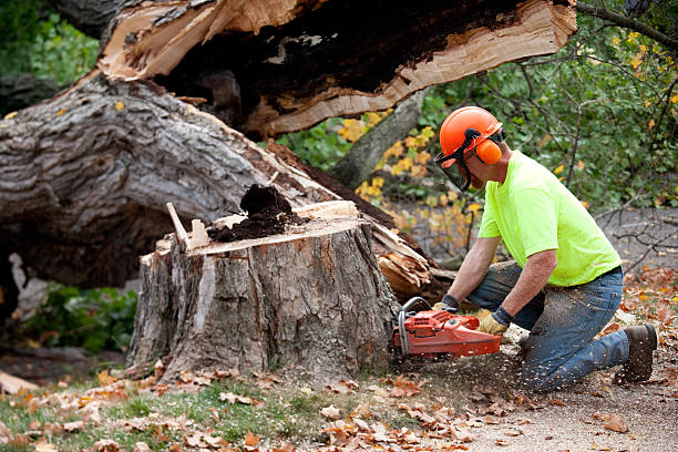 Best Firewood Processing and Delivery  in Vinton, IA