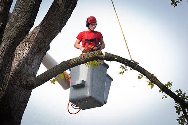 Reliable Vinton, IA Tree Services Solutions