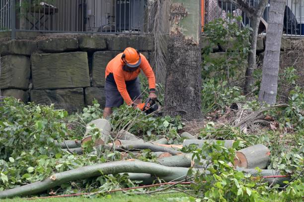  Vinton, IA Tree Services Pros