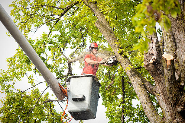 Best Hazardous Tree Removal  in Vinton, IA